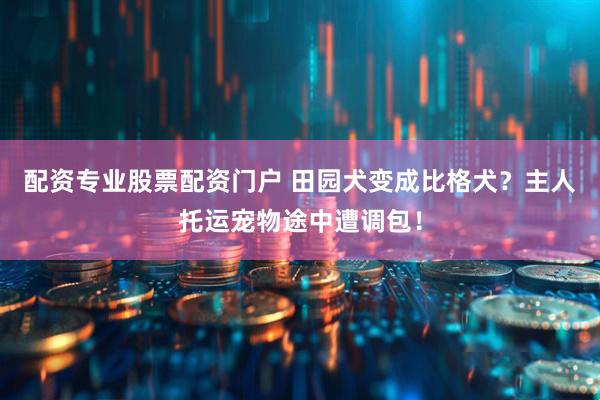 配资专业股票配资门户 田园犬变成比格犬？主人托运宠物途中遭调包！